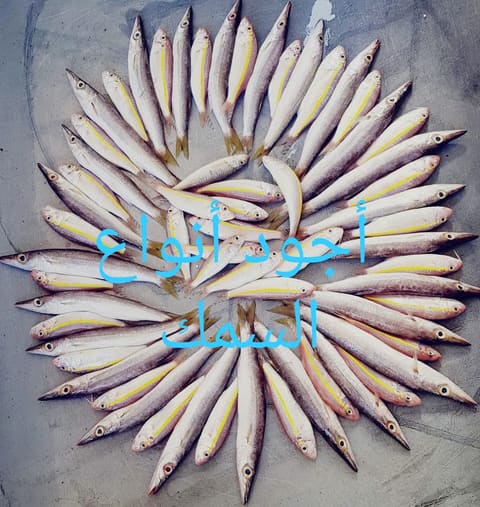 fish food takeaway — photograph 6