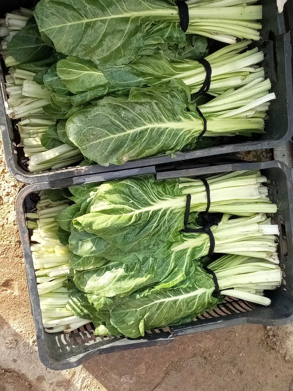 Ferzol Vegetable & Fruits Marketplace