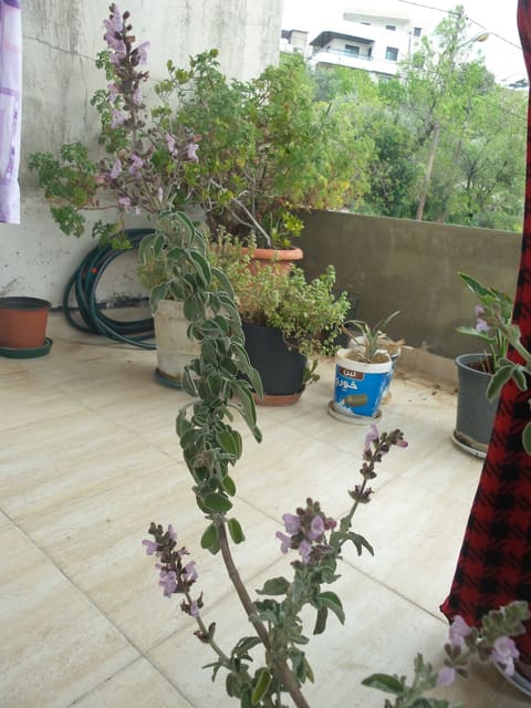 Saint Edna Nammoura — photograph 3