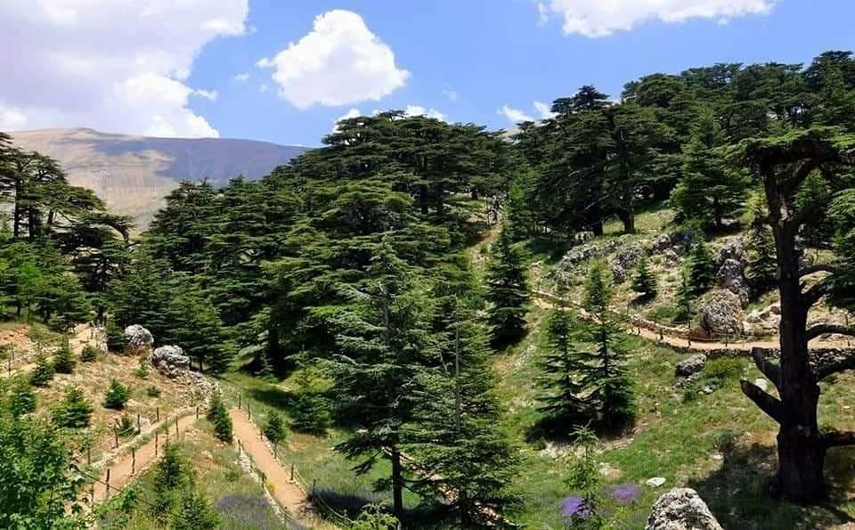 Bcharreh Cedars of God Forest