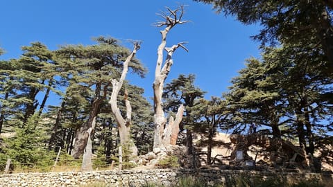 Bcharreh Cedars of God Forest — photograph 2