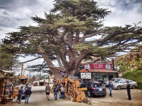 Bcharreh Cedars of God Forest — photograph 4