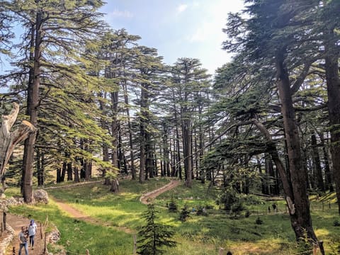 Bcharreh Cedars of God Forest — photograph 6