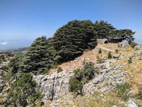 Cedars of Jej — photograph 2