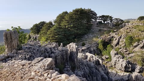 Cedars of Jej — photograph 3