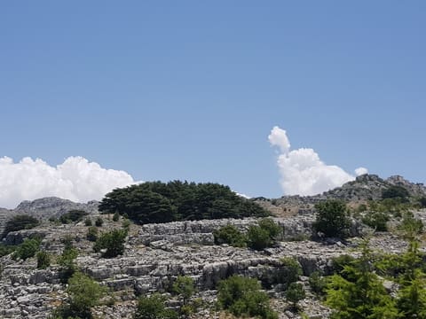 Cedars of Jej — photograph 4