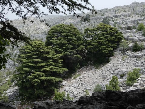 Cedars of Jej — photograph 5