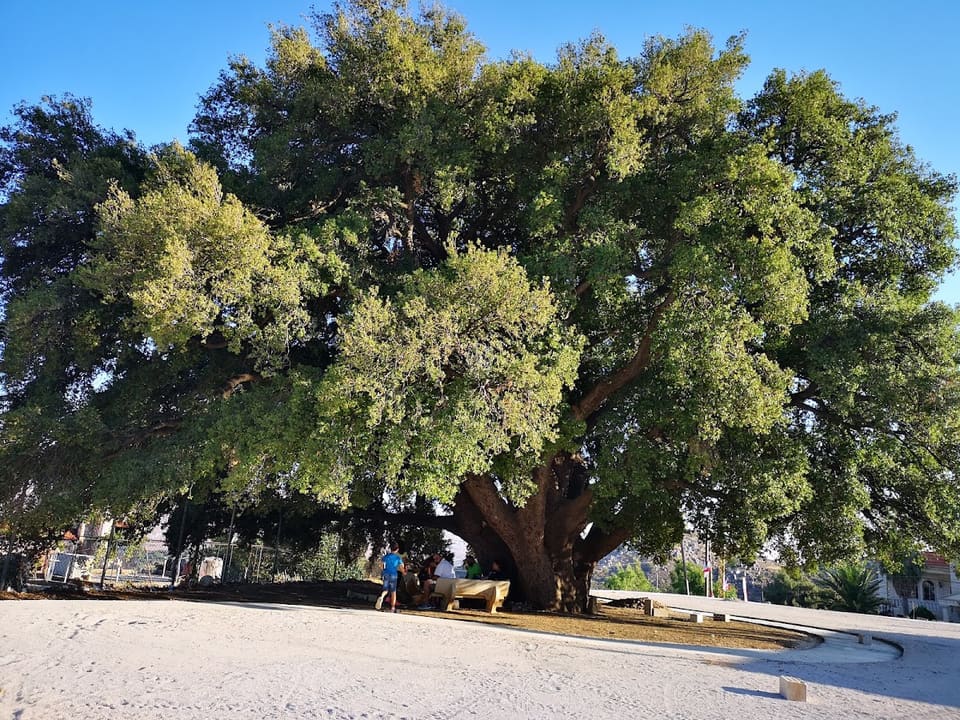 Oak Tree Playground
