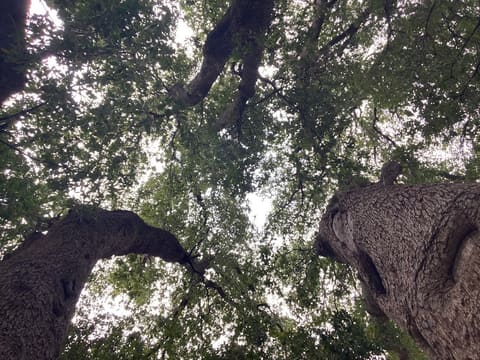 Oak Tree Playground — photograph 5