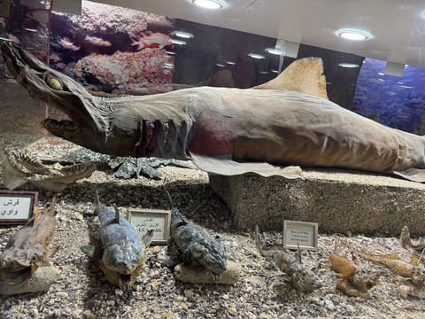 Marine and Wildlife Museum — photograph 3