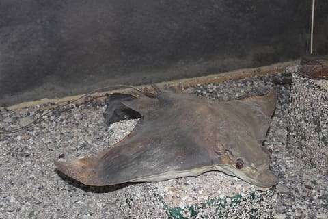 Marine and Wildlife Museum — photograph 4