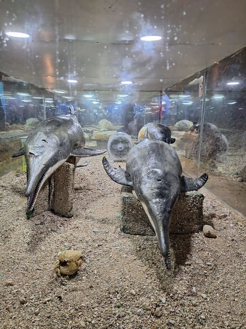 Marine and Wildlife Museum — photograph 6
