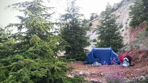 Cedars Ground Campsite — photograph 3
