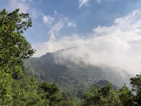 Horsh Ehden — photograph 3