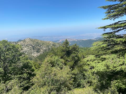 Horsh Ehden — photograph 4