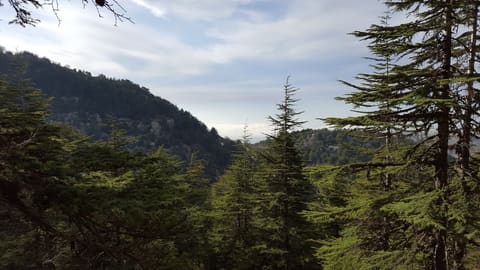 Horsh Ehden — photograph 6