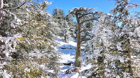 Forêt de Cèdres (Annabelle et Quentin) — photograph 3