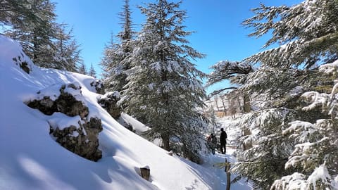 Forêt de Cèdres (Annabelle et Quentin) — photograph 6