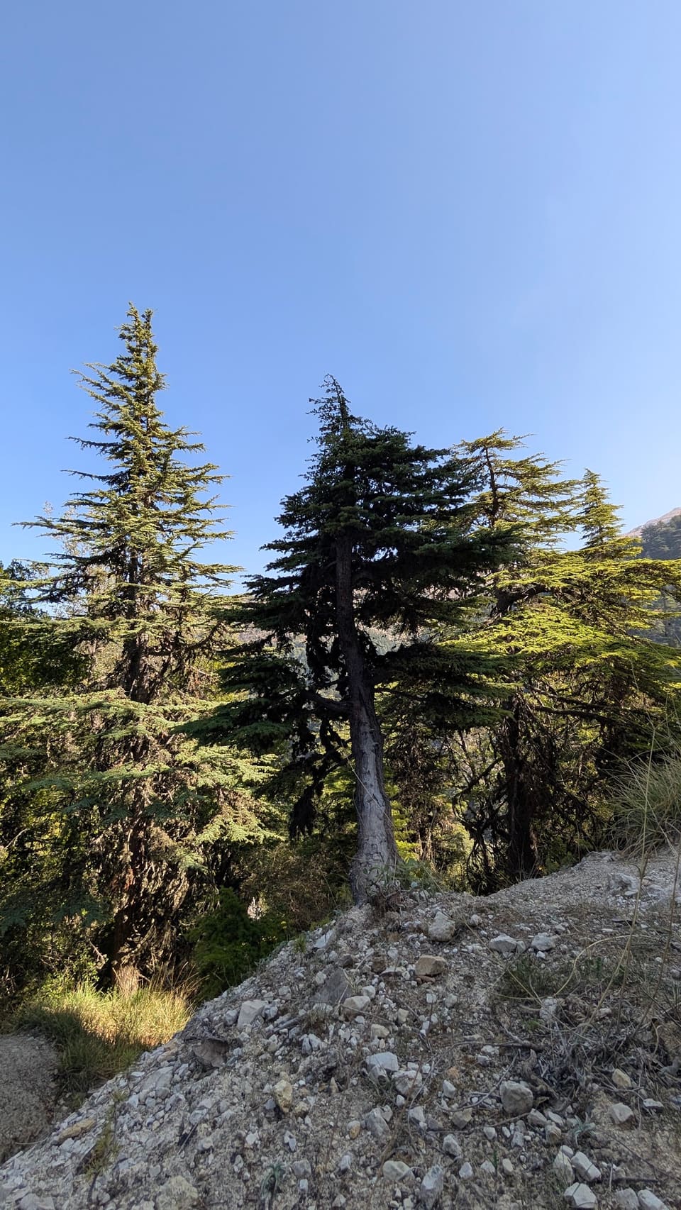 Ain Naasa