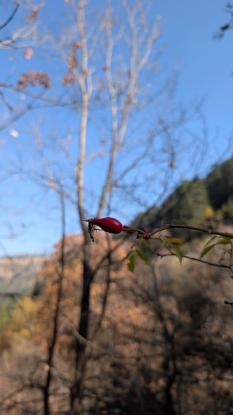 Ain Naasa — photograph 3