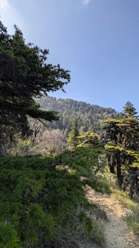 Ain Naasa — photograph 4