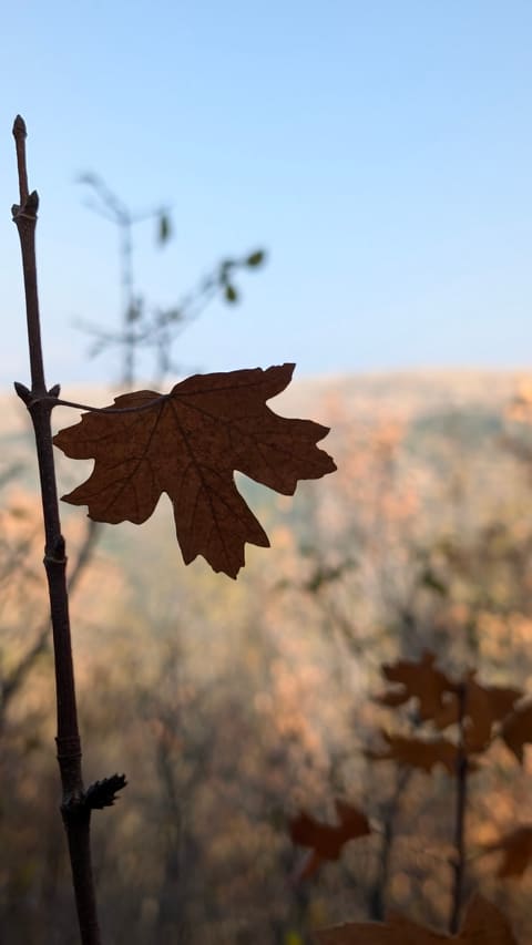 Ain Naasa — photograph 6
