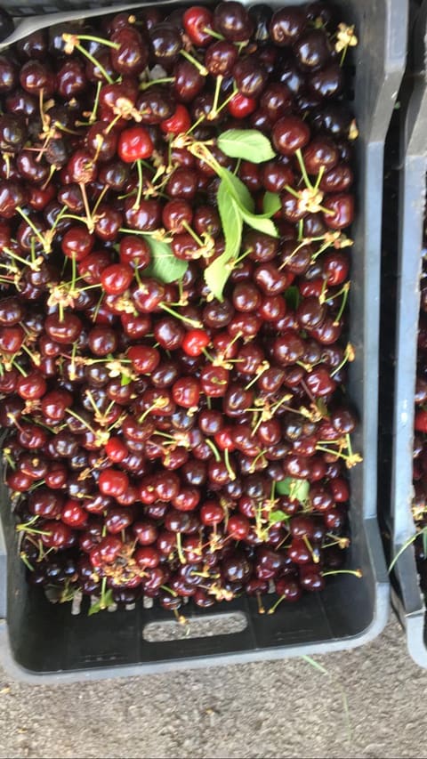 Maroun's Fruitshop — photograph 4