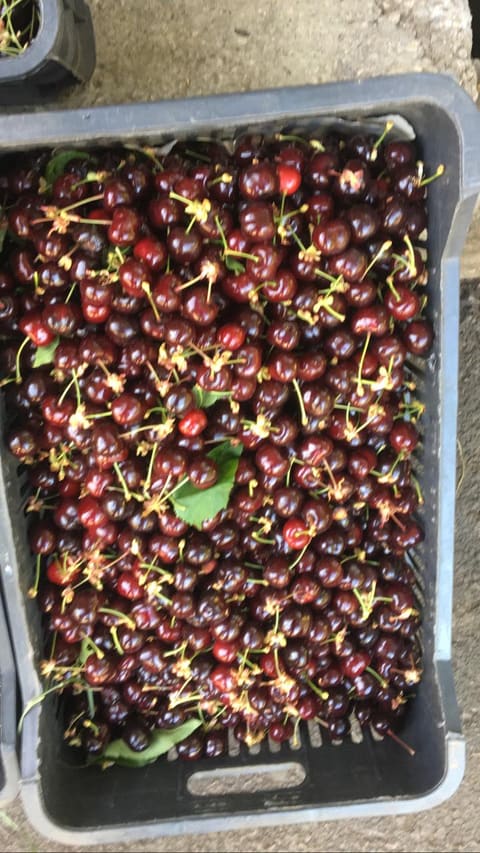 Maroun's Fruitshop — photograph 5