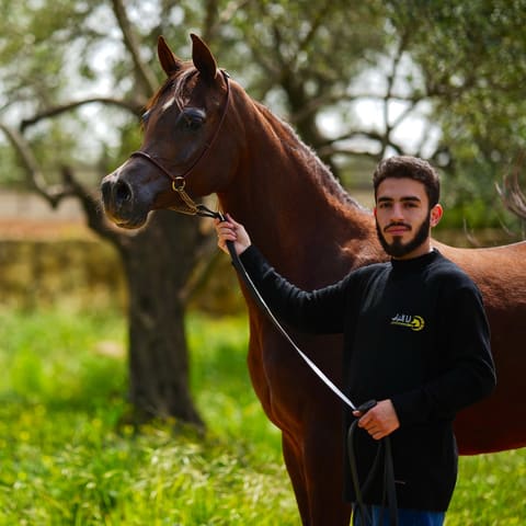 Levant Arabians Stud — photograph 5