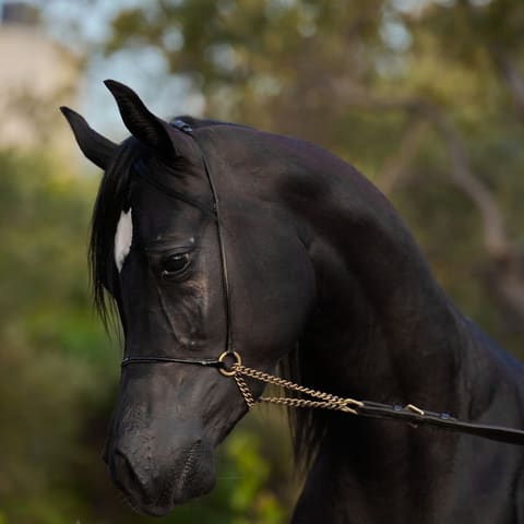 Levant Arabians Stud — photograph 6