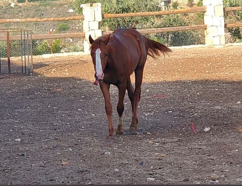 Horses farm — photograph 3