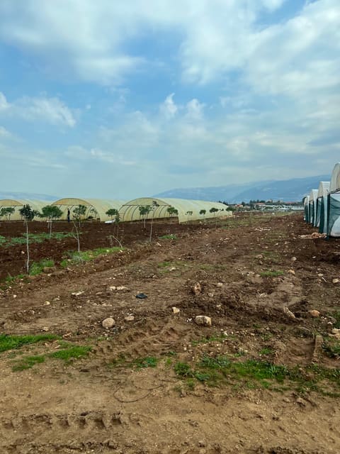 Planted plastic farm Daboussi — photograph 2