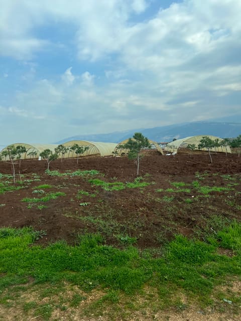 Planted plastic farm Daboussi — photograph 3