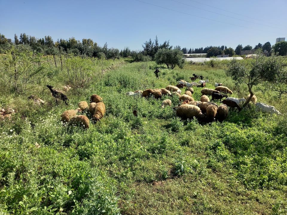 Fenianos Farm