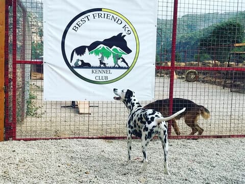 Best Friend Kennel Club — photograph 6