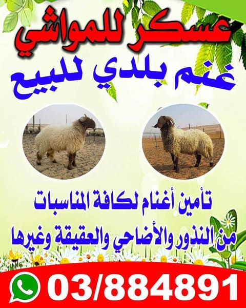 Mazraet Askar Lil Mawashi — photograph 6