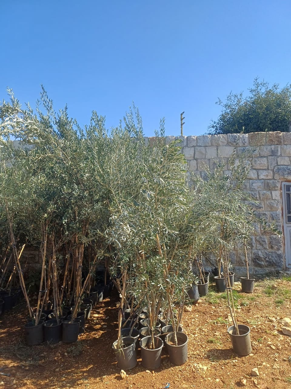 Saint Theodorus olive grove