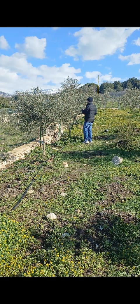 Saint Theodorus olive grove — photograph 2