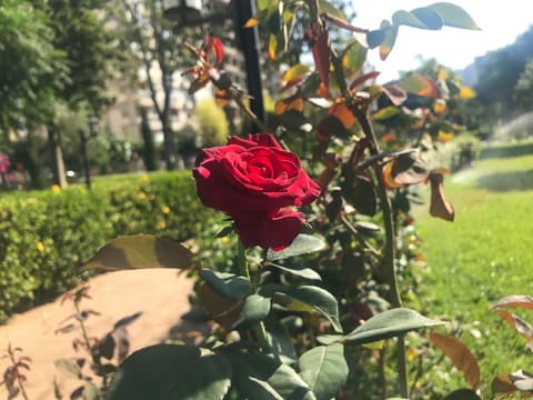 Wissam el hasan Park — photograph 6