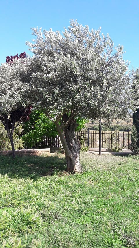 Al Qoubbe Park — photograph 3