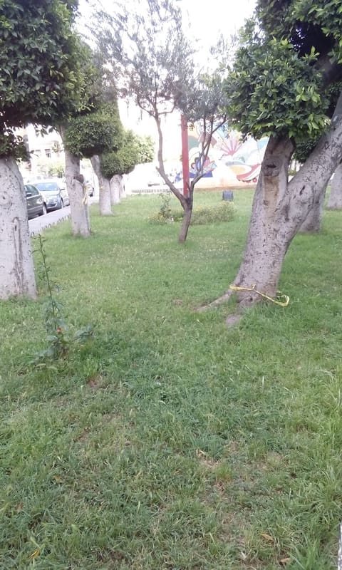 Municipality Garden — photograph 4