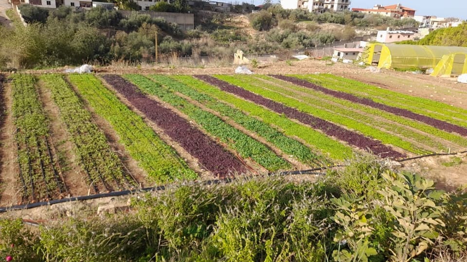 Beddawi Gardens