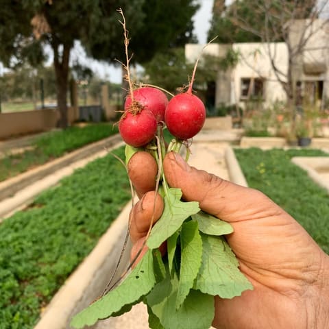 Farm-Basket — photograph 2