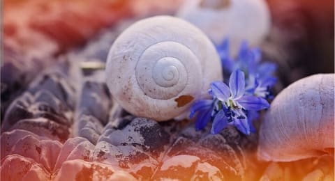 Mazraa Lil Halazon — photograph 5