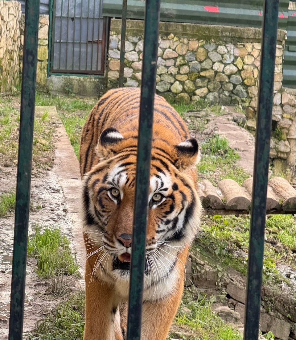 Animal City
