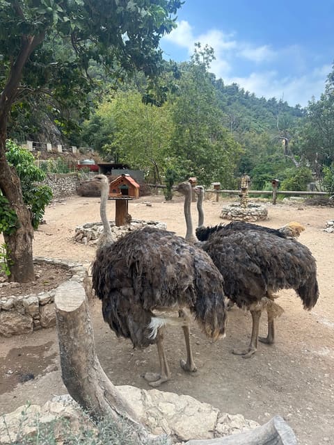 Animal City — photograph 2