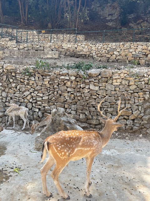 Animal City — photograph 4