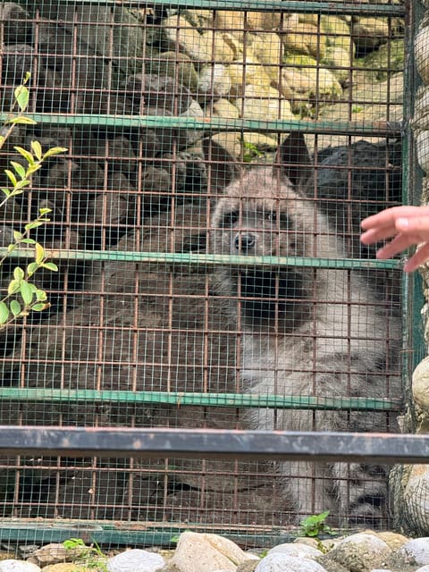 Animal City — photograph 5