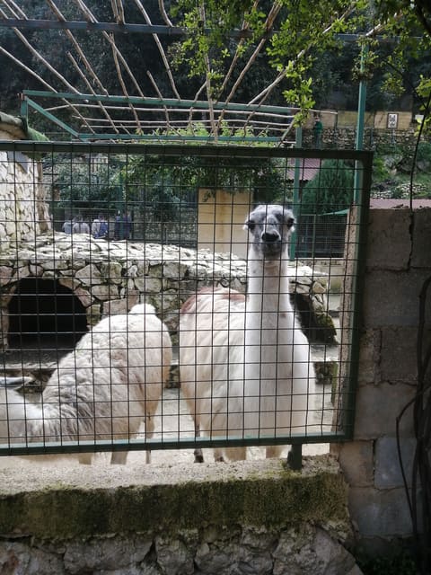 Animal City — photograph 6