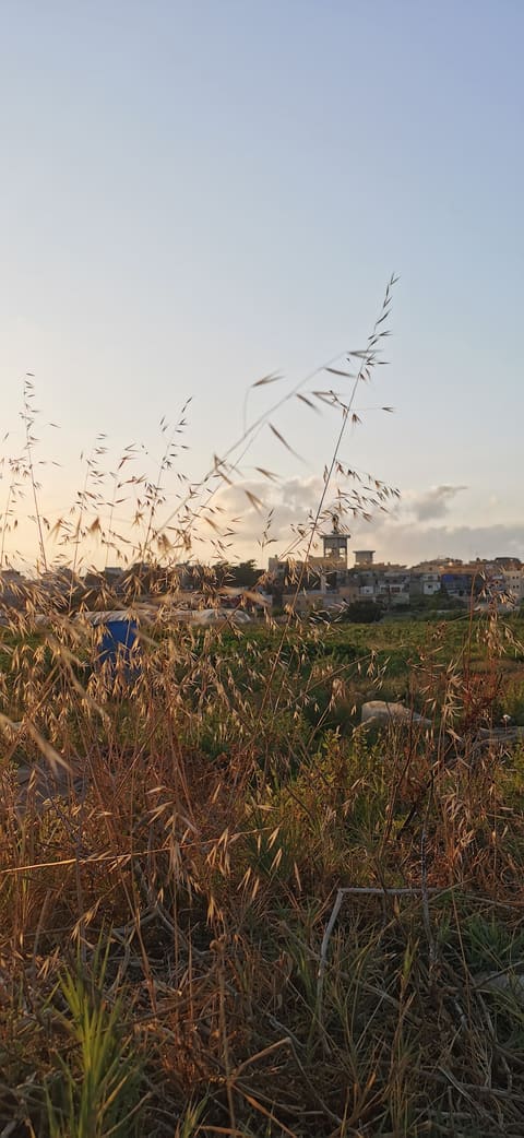 Rashidieh Camp Public Park — photograph 2
